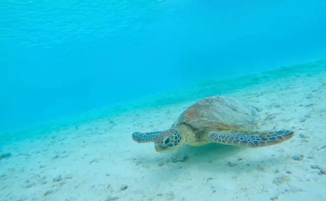 ウミガメシュノーケリングの様子